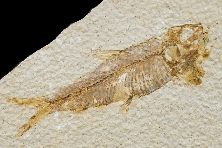 Fossil Fish (Knightia) - Wyoming #159559